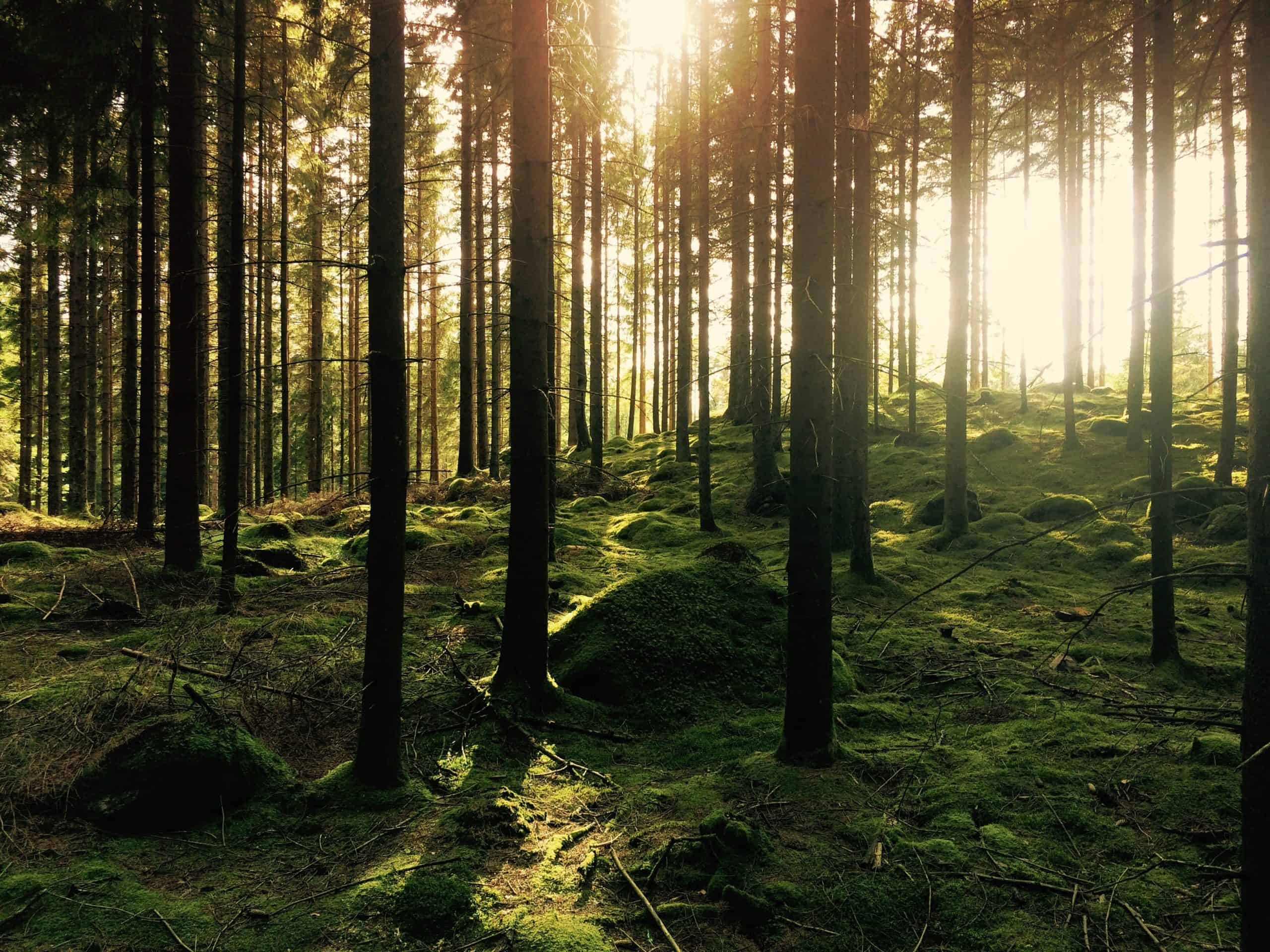 bomen-planten